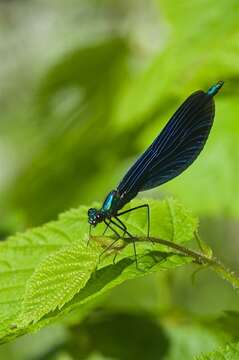 Image of Jewelwings