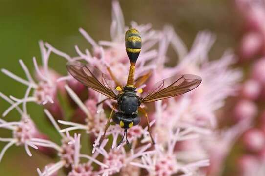 Image of Physocephala