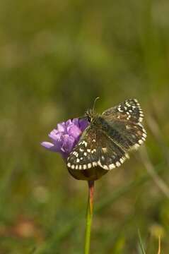 Image of Checkered-Skippers