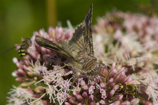 Image of Autographa