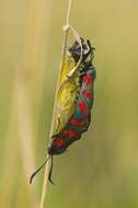 Image of burnet and forester moths