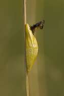 Image of burnet and forester moths