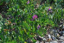 Image of beach pea