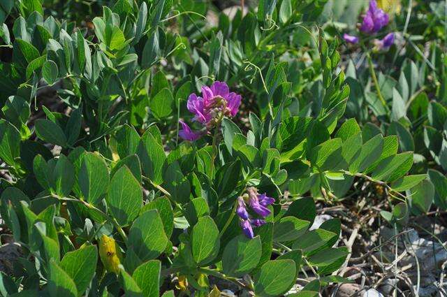 Lathyrus japonicus subsp. maritimus (L.) P. W. Ball resmi