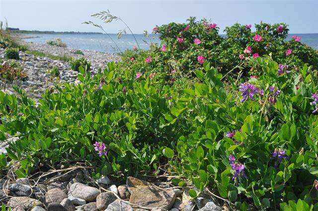 Lathyrus japonicus subsp. maritimus (L.) P. W. Ball的圖片