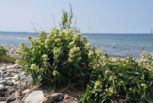 Image of swallow-wort