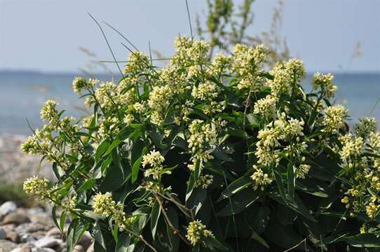 Image of swallow-wort