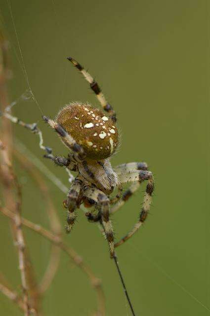 Image of Araneus