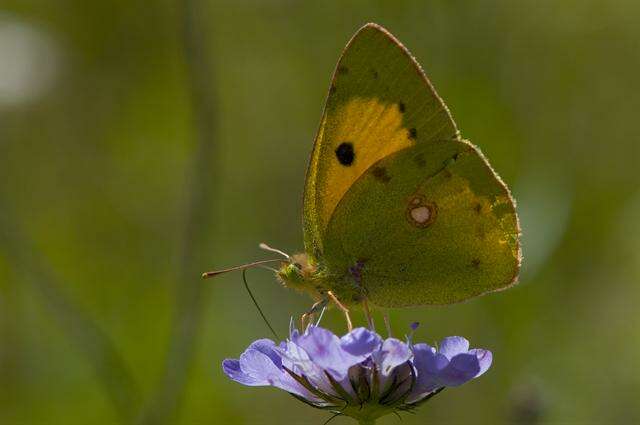 Image of Colias