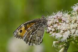 Image of Grayling