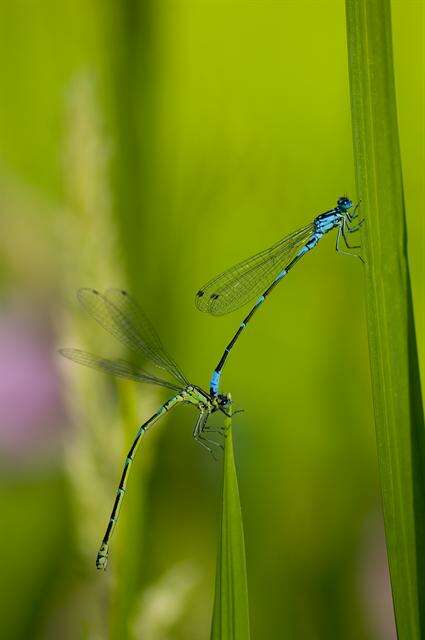 Image of Variable Bluet