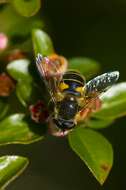 Image of Eristalis lineata (Harris 1776)