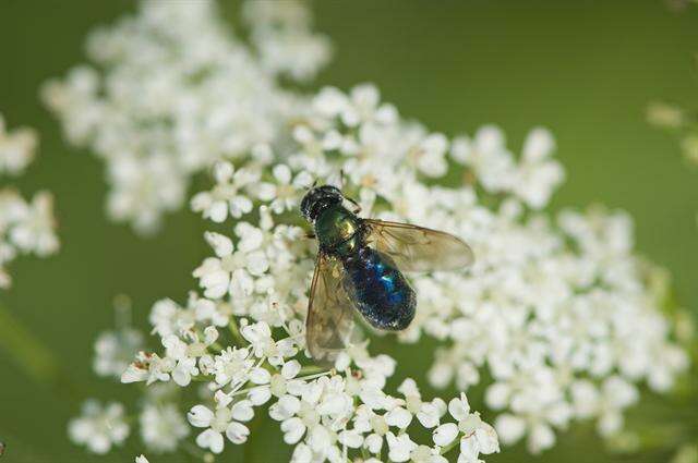 Imagem de Chloromyia