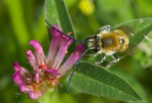 Image of Eucera Scopoli 1770