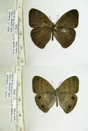 Image of Euptychia harmonia Butler 1866