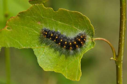 Image of Dagger Moths