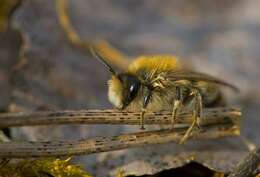 Image of Cellophane bees