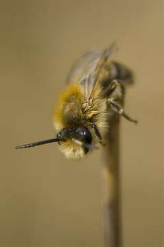 Image of Cellophane bees