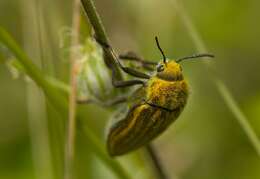 Imagem de <i>Julodis ehrenbergi</i>