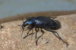 Image of Violet Ground Beetle