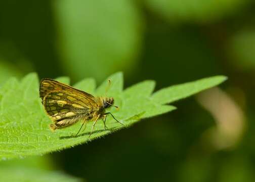 Image of Carterocephalus