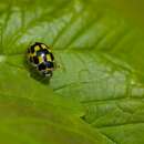 Image of <i>Propylea quatuordecimpunctata</i>