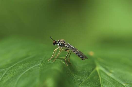 Plancia ëd Dioctria linearis (Fabricius 1787)