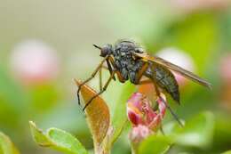 Image of Empis