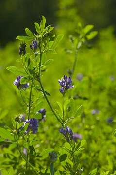 Image of Medick