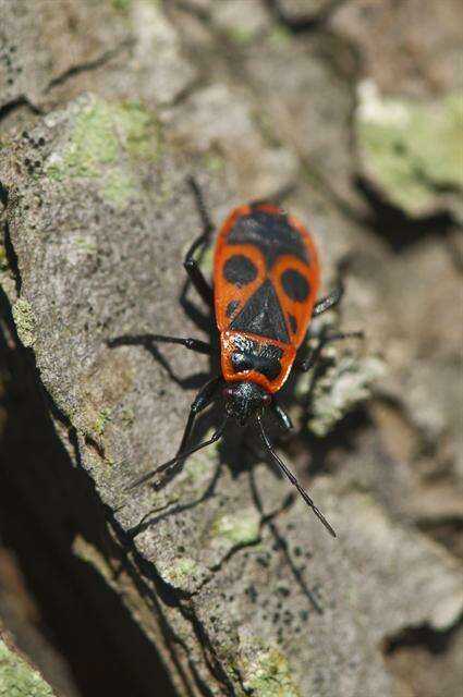 Plancia ëd Pyrrhocoridae