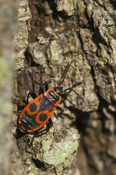 Image of red bugs