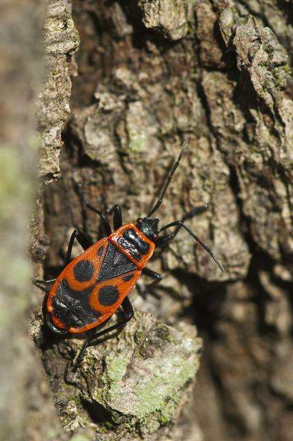 Plancia ëd Pyrrhocoridae