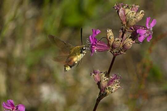 Image of Hemaris Dalman 1816