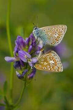 Image of Polyommatus