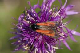 Plancia ëd Zygaena purpuralis Brünnich 1763