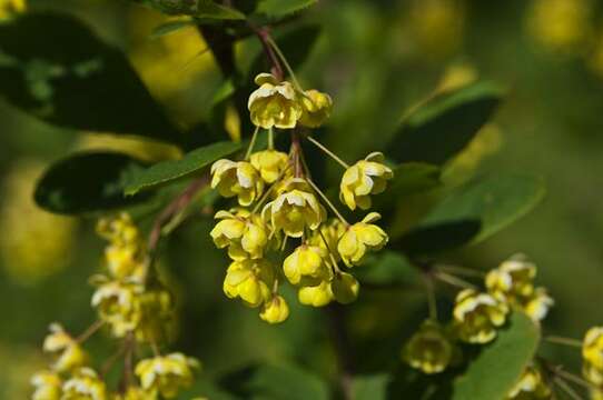 Image of Barberry