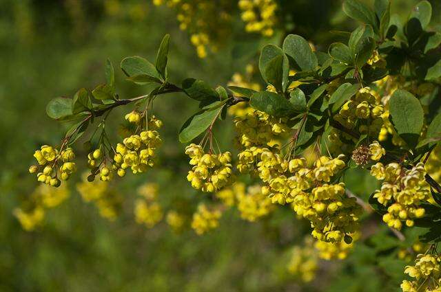 Image of Barberry