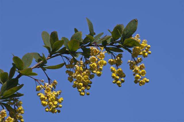 Image of Barberry