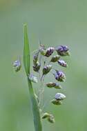 Image of Quaking Grasses