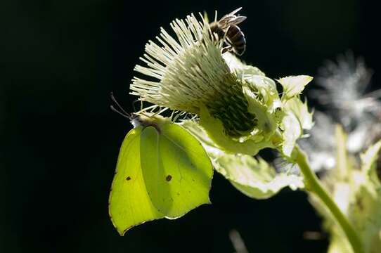 Imagem de Gonepteryx