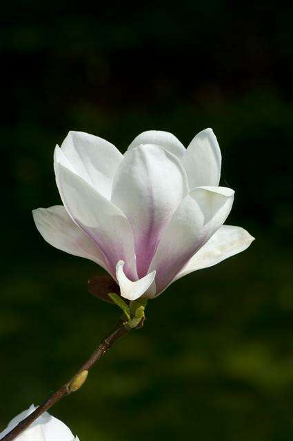 Image of <i>Magnolia soulangiana</i>