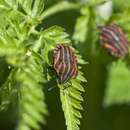 Image of <i>Graphosoma lineatum</i>