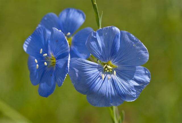 Image of flax family