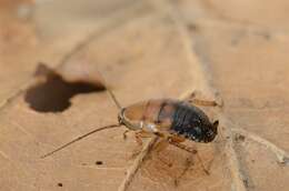 Image of german cockroach family