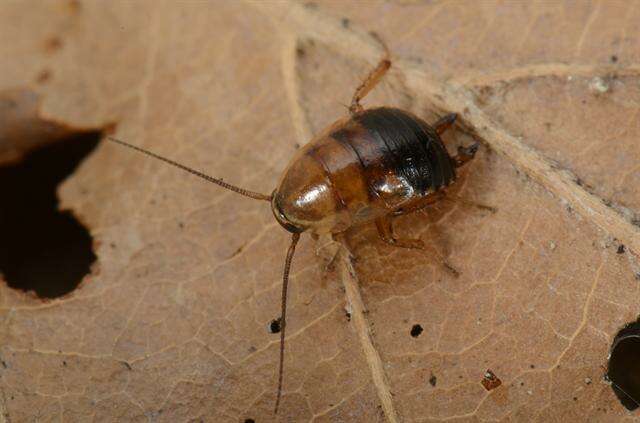 Image of german cockroach family