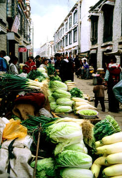 Image of Napa cabbage