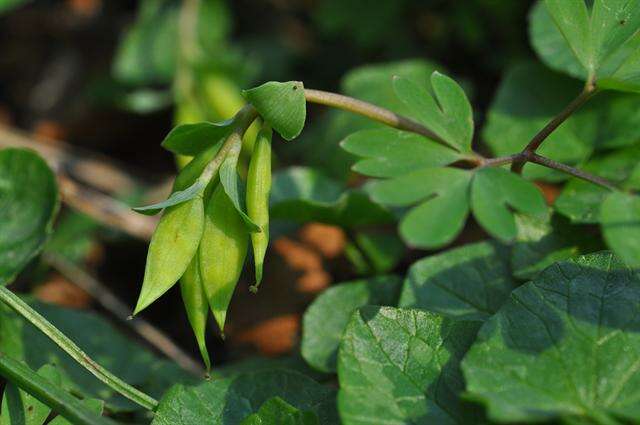 Image de Corydalis intermedia (L.) Merat