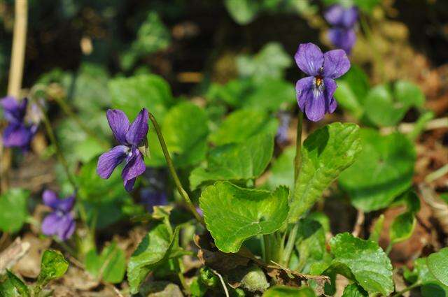 Image of violet