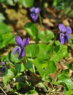 Image of violet