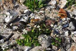 Image of common whitlowgrass